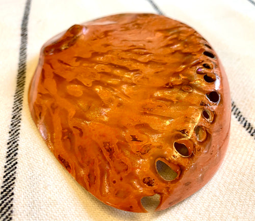 Haliotis Midae Abalone Shell - Orange Dyed