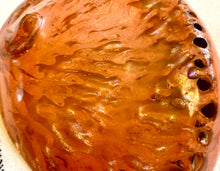 Haliotis Midae Abalone Shell - Orange Dyed